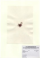 藏品(巢沙菜)的圖片